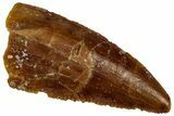 Serrated Raptor Tooth - Real Dinosaur Tooth #300915-1